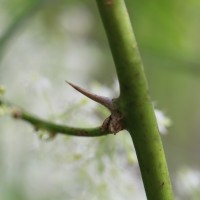 Asparagus falcatus L.